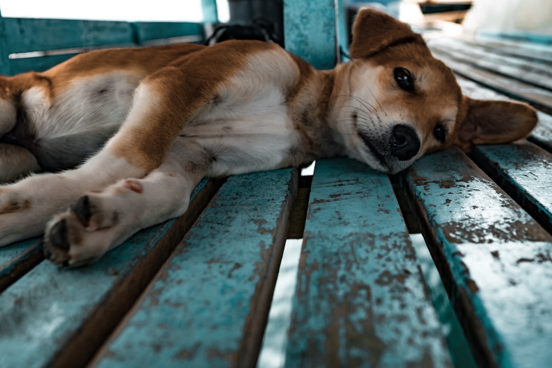 Photo Dog, vacuum